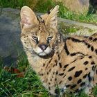 Der Serval