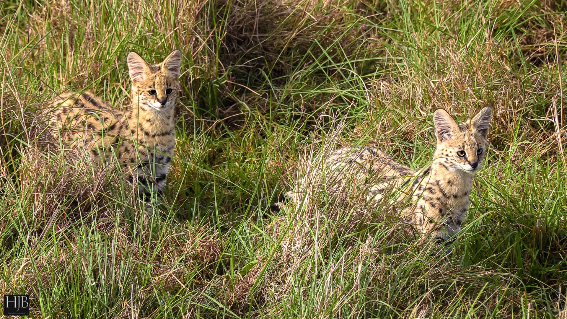 Der Serval (Leptaiturus serval) 