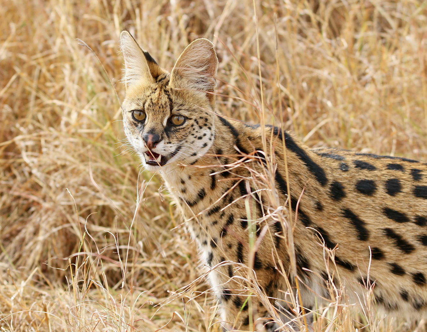 ....der Serval..Nr.2....