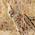 ....der Serval..Nr.2....