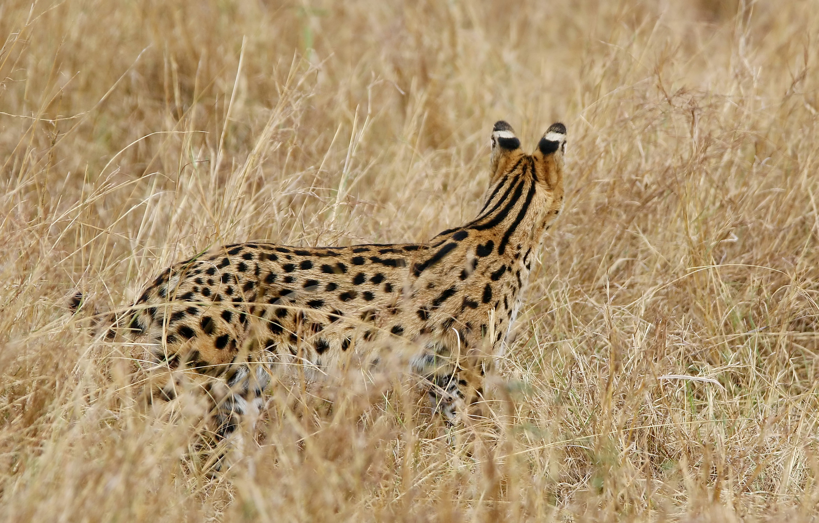 ...Der Serval..Nr.3....