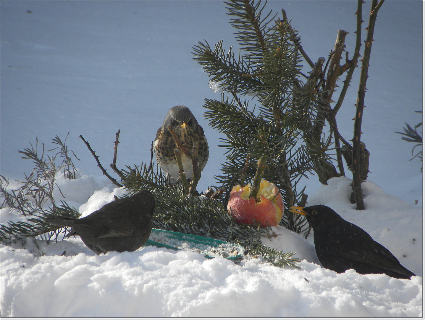 Der Service hier beim Brunch......