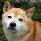 der shiba inu meiner Schwester