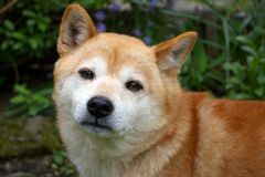 der shiba inu meiner Schwester