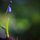 Der Sibirische Blaustern (Scilla siberica)