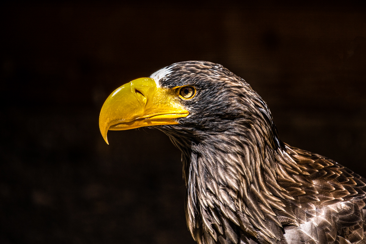 Der sibirische Riesenseeadler