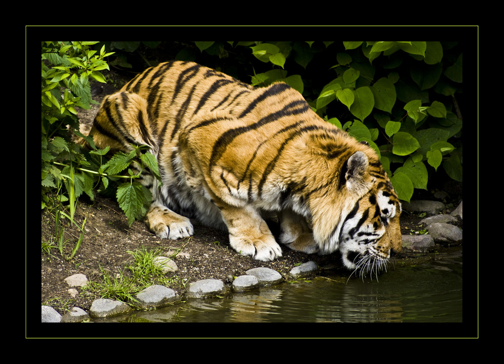 Der Sibirische Tiger