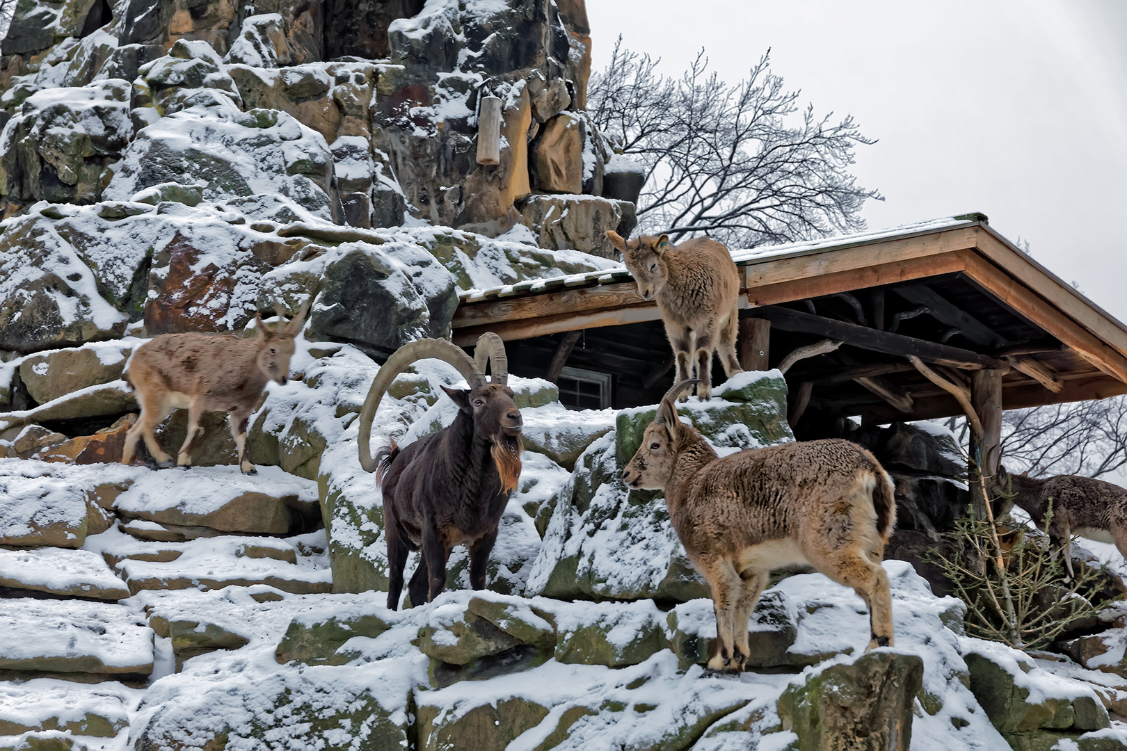 ... der Sibirischer Steinbock ...