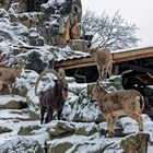 ... der Sibirischer Steinbock ...