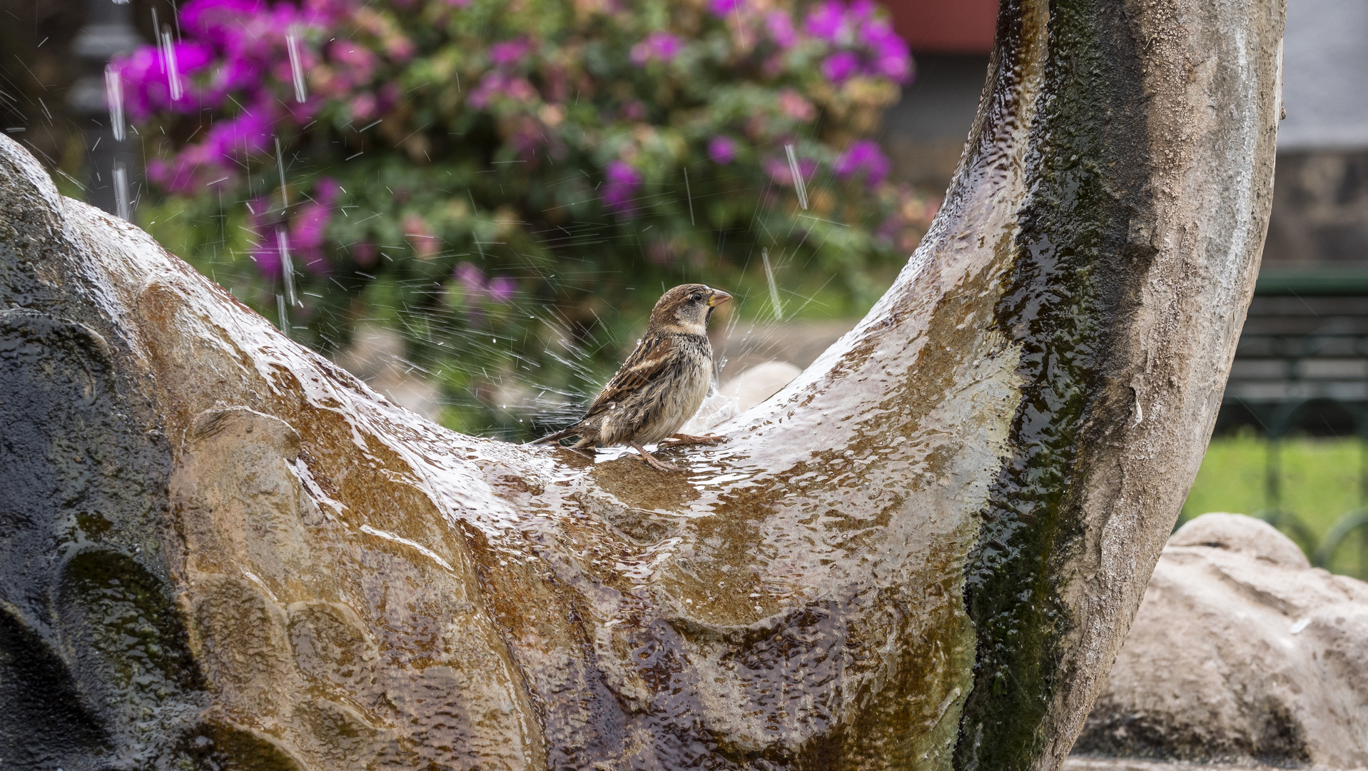 Der sich badende Vogel