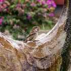 Der sich badende Vogel