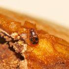 Der sich innerhalb Europas seit knapp 20 Jahren ausbreitende Käfer EPURAEA OCULARIS, ...