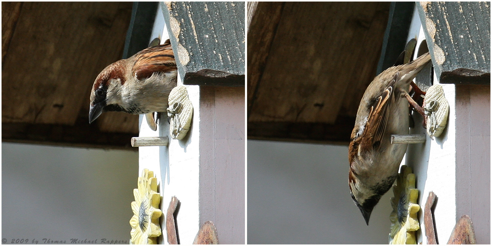 *** der sich zu weit aus dem "Fenster" lehnt ***