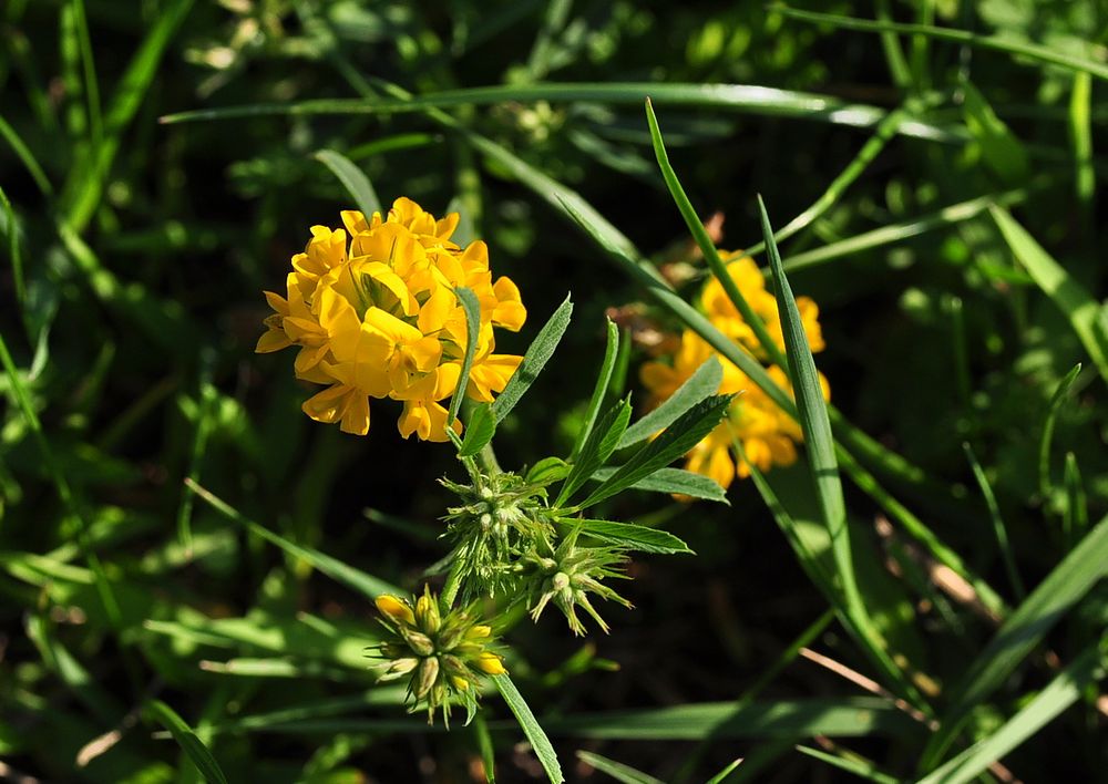 Der Sichelklee (Medicago falcata)