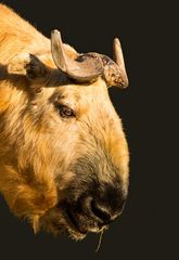 Der Sichuan-Takin gehört zu den bedrohten Tierarten.