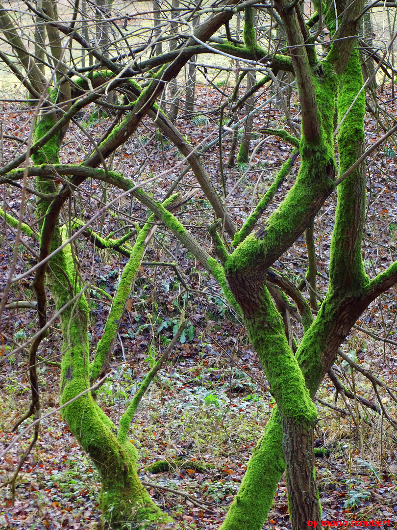 Der Sieg über den Baum