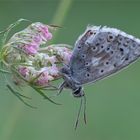 Der Silbergrüner Bläuling