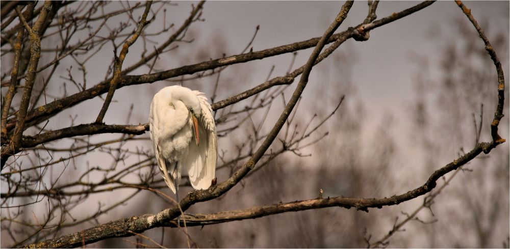 DER SILBERREIHER