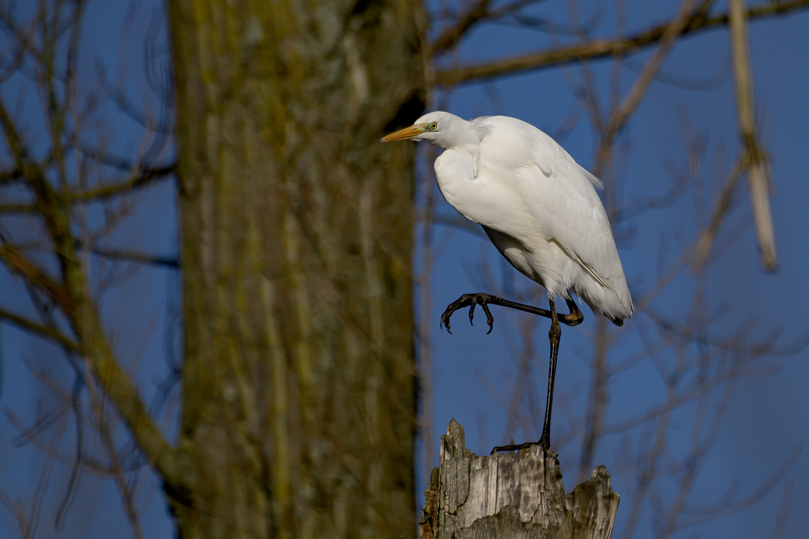 Der Silberreiher ...