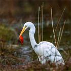 Der Silberreiher als Goldfisch-Dieb