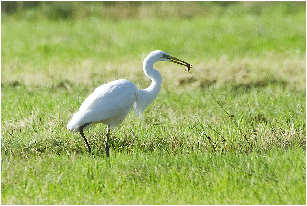 Der Silberreiher - Ardea alba - (2) ist . . .