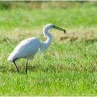 Der Silberreiher - Ardea alba - (2) ist . . .