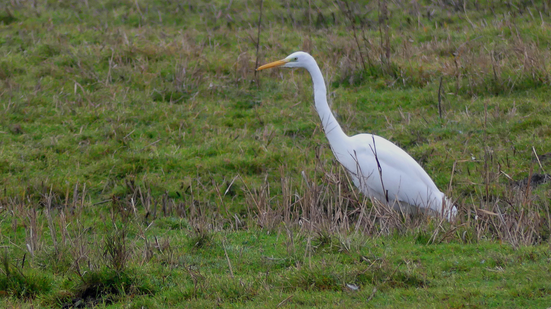 Der Silberreiher (Ardea alba)...