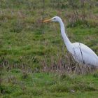 Der Silberreiher (Ardea alba)...