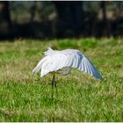 Der Silberreiher - Ardea alba - (3) ist . . .