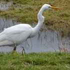 Der Silberreiher (Ardea alba)