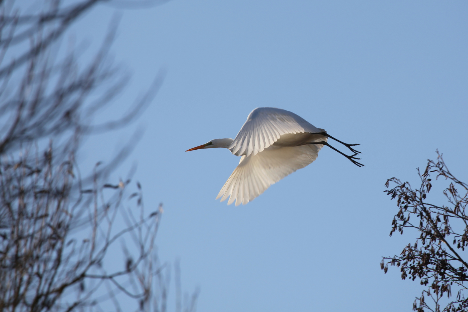 Der Silberreiher (Ardea alba)