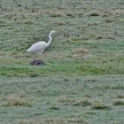 Der Silberreiher (Ardea alba)...