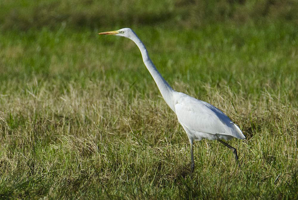 Der Silberreiher - Ardea alba - (!) ist . . .