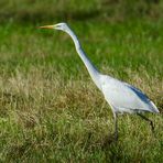 Der Silberreiher - Ardea alba - (!) ist . . .