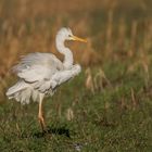 Der Silberreiher (Ardea alba, Syn.: Casmerodius albus, Egretta alba) 