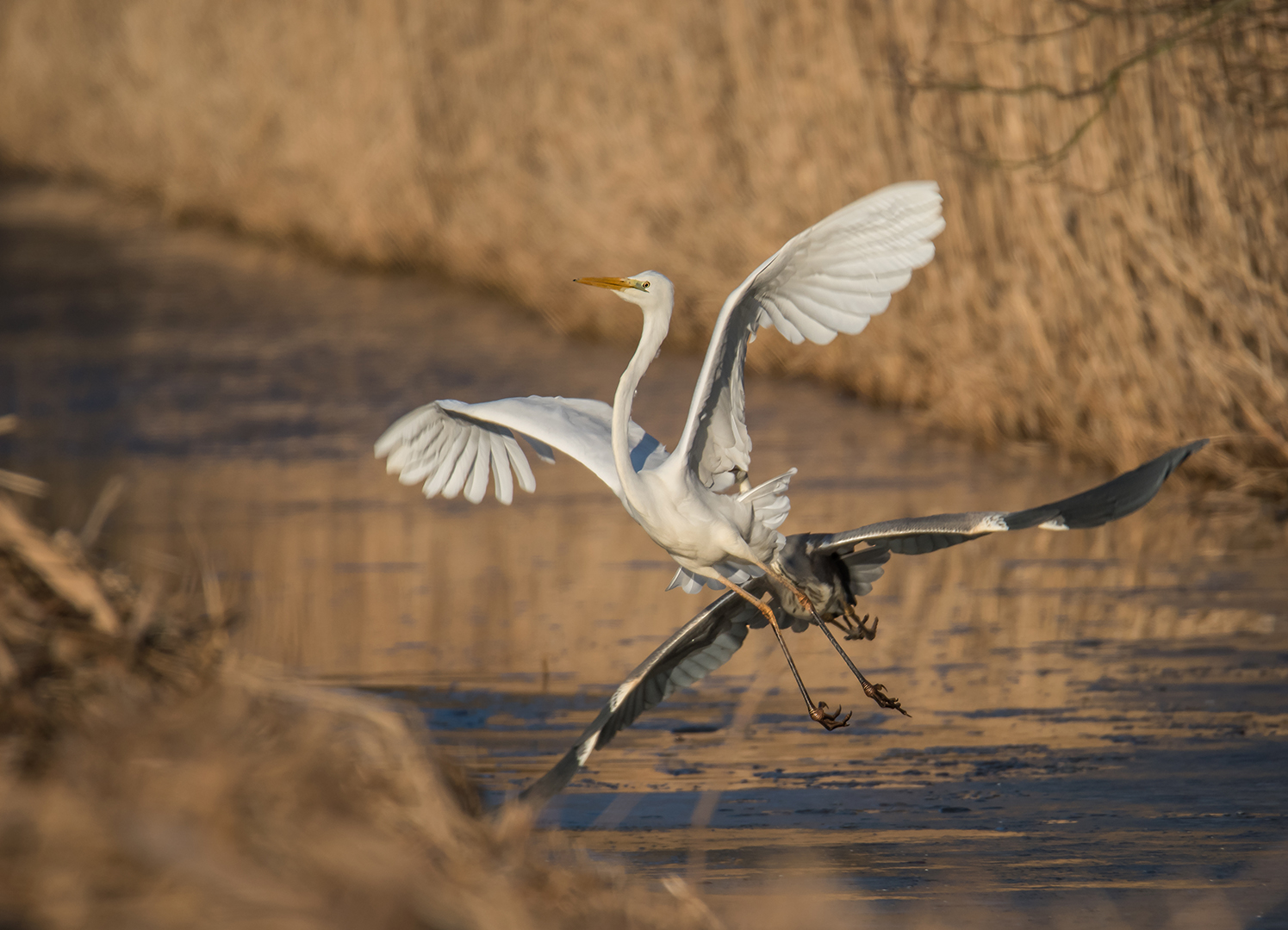 Der Silberreiher (Ardea alba, Syn.: Casmerodius albus, Egretta alba)