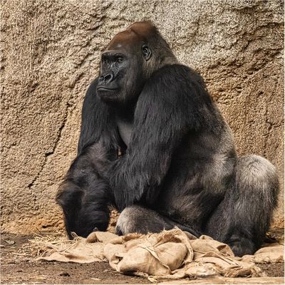 Der Silberrücken ist der Boss bei den Gorillas