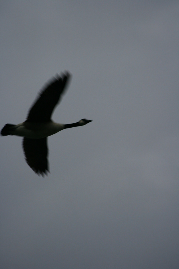 Der Silhouettenvogel!