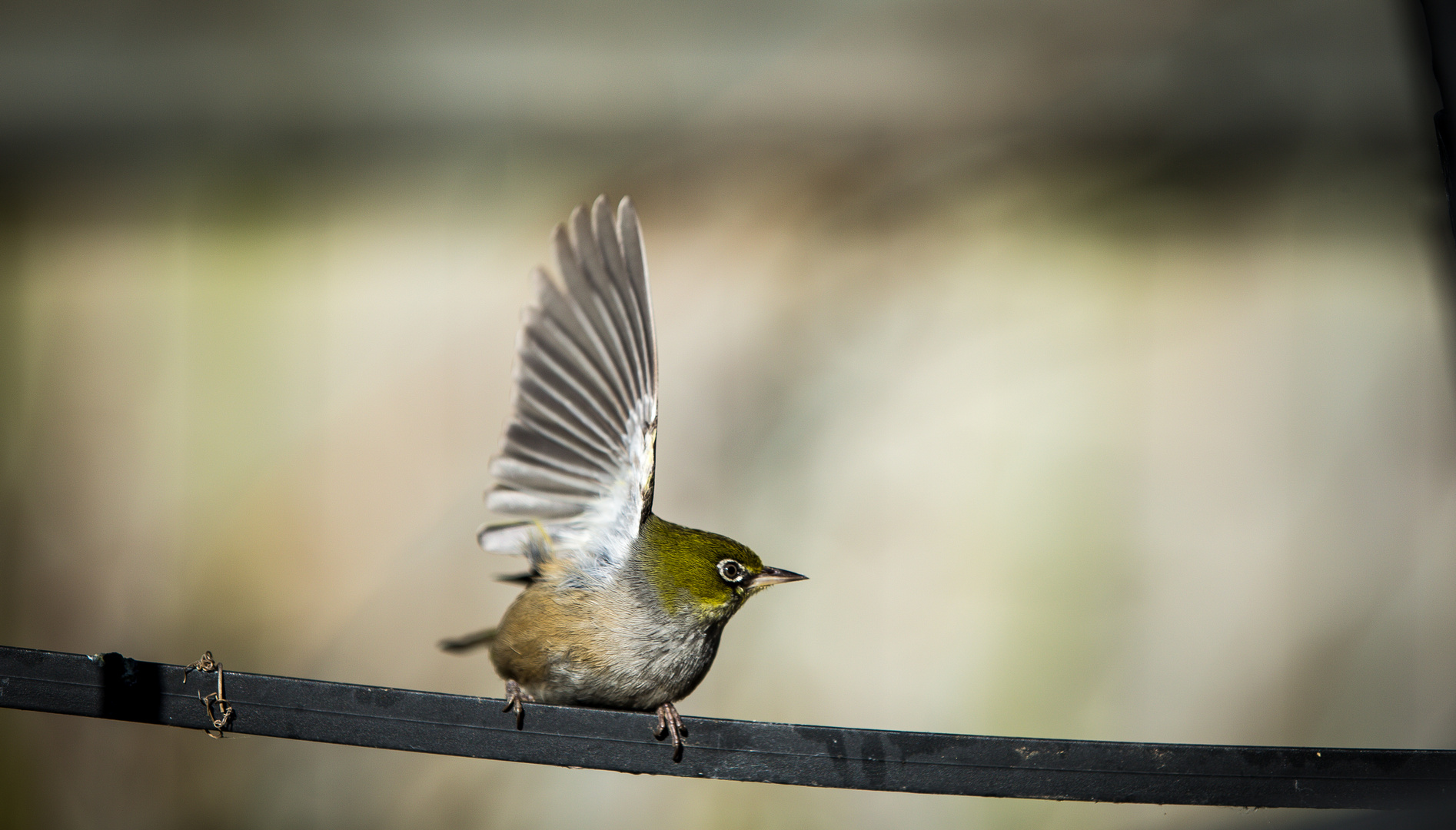 Der Silvereye