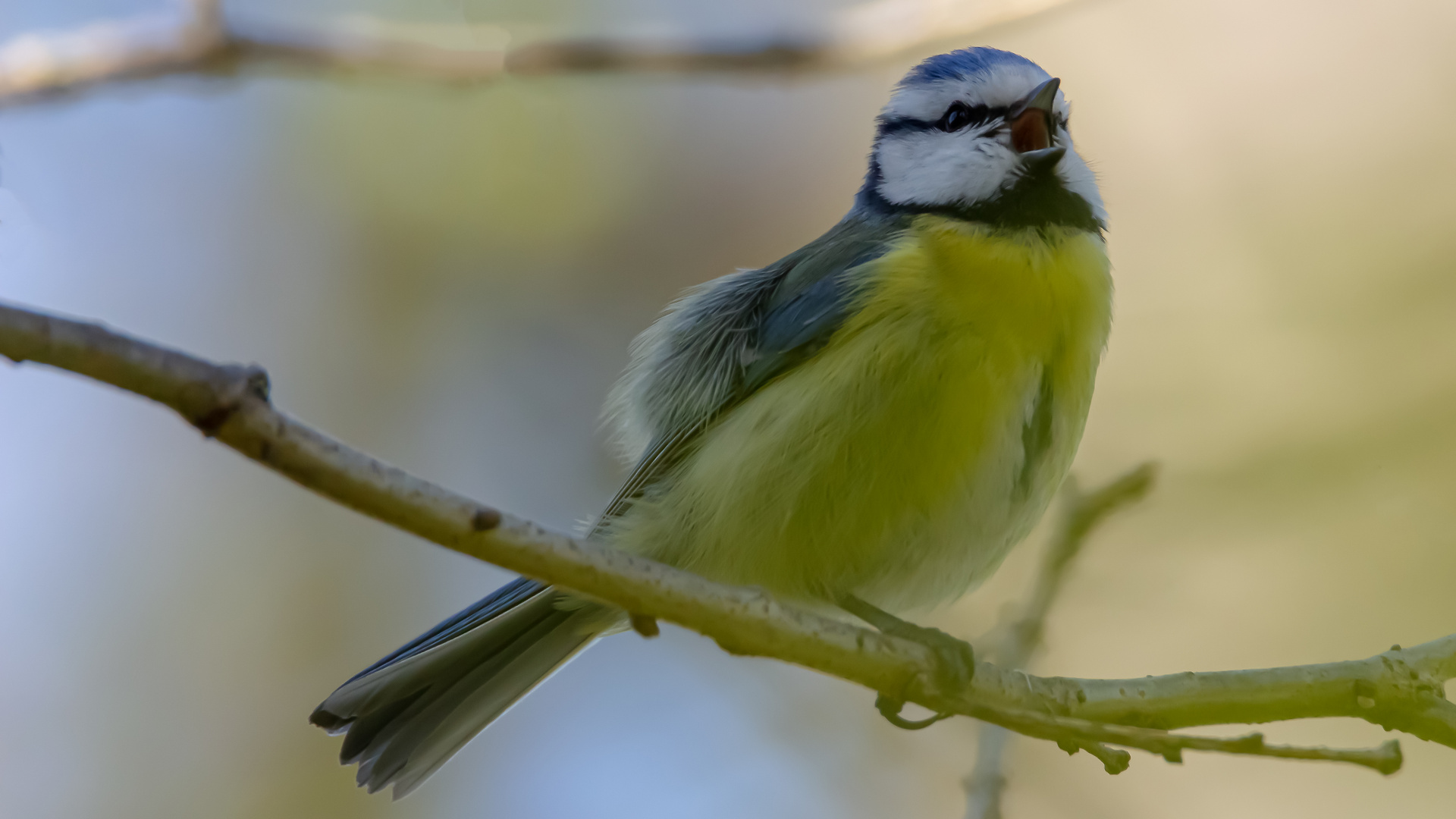 Der singende Blaumeise