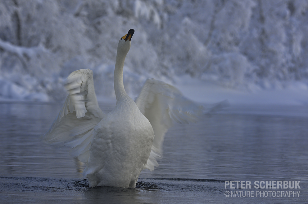 Der Singschwan...