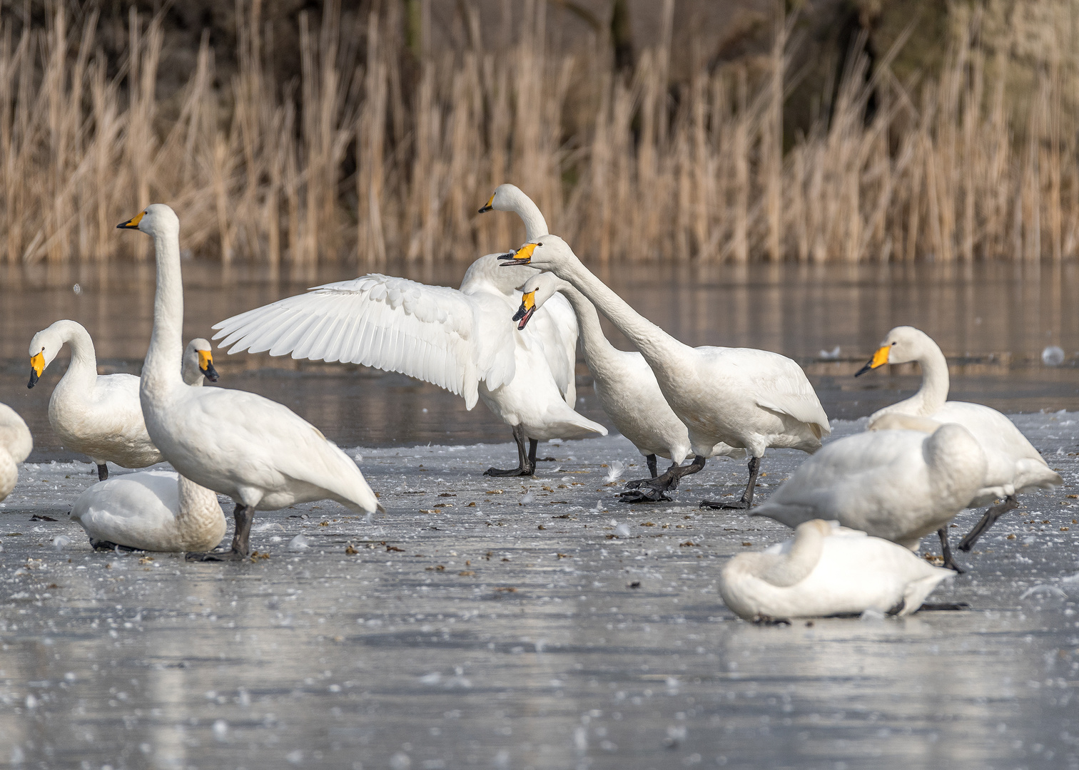 Der Singschwan (Cygnus cygnus)