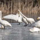 Der Singschwan (Cygnus cygnus)