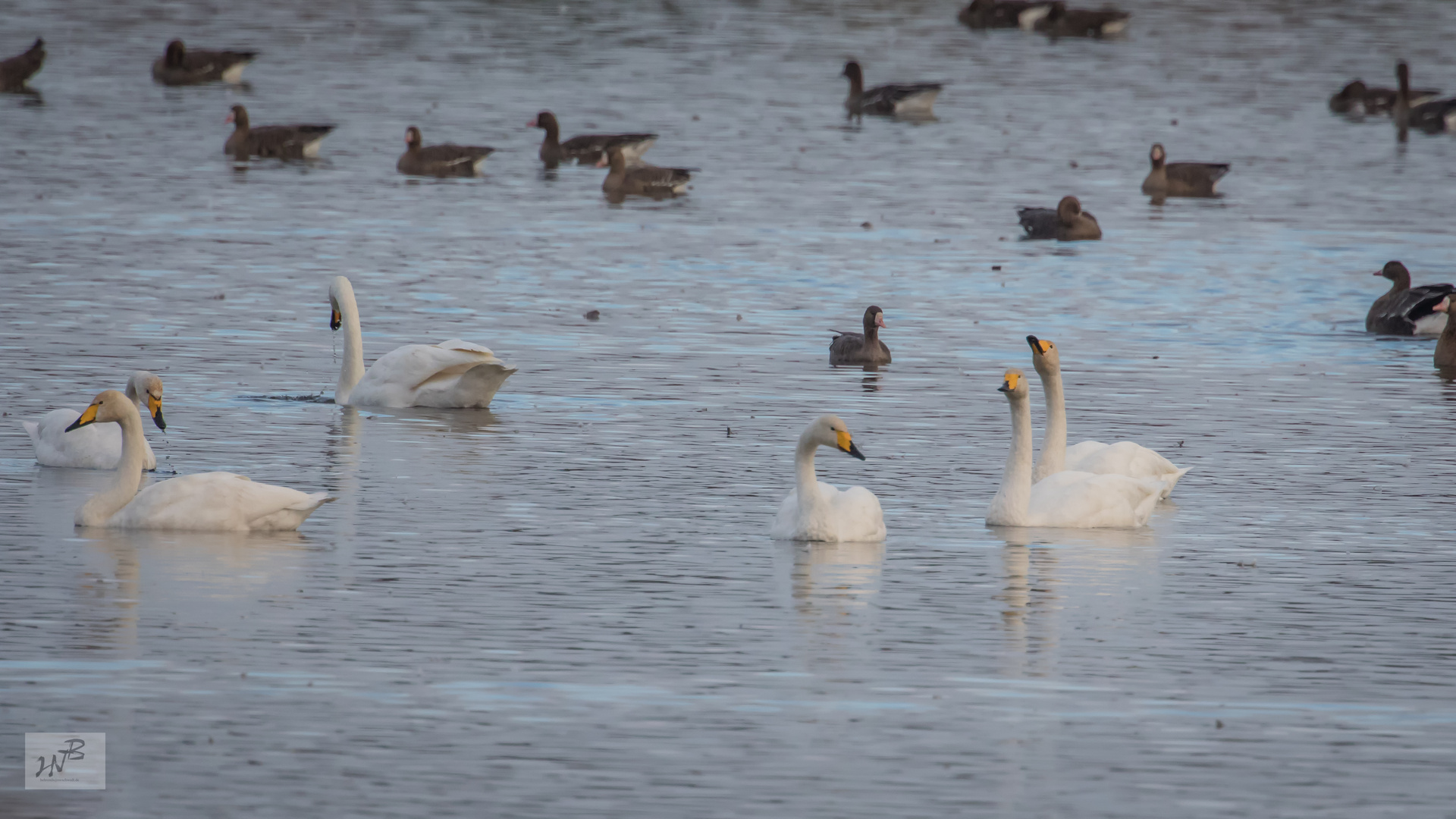 Der Singschwan (Sygnus sygnus) Foto & Bild tiere, wildlife, wild