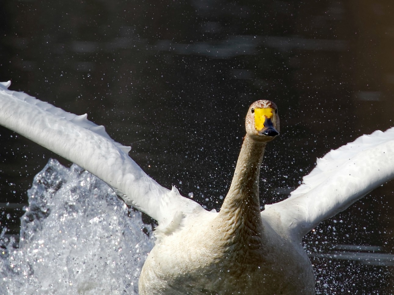 Der Singschwan war schwer beschäftigt...