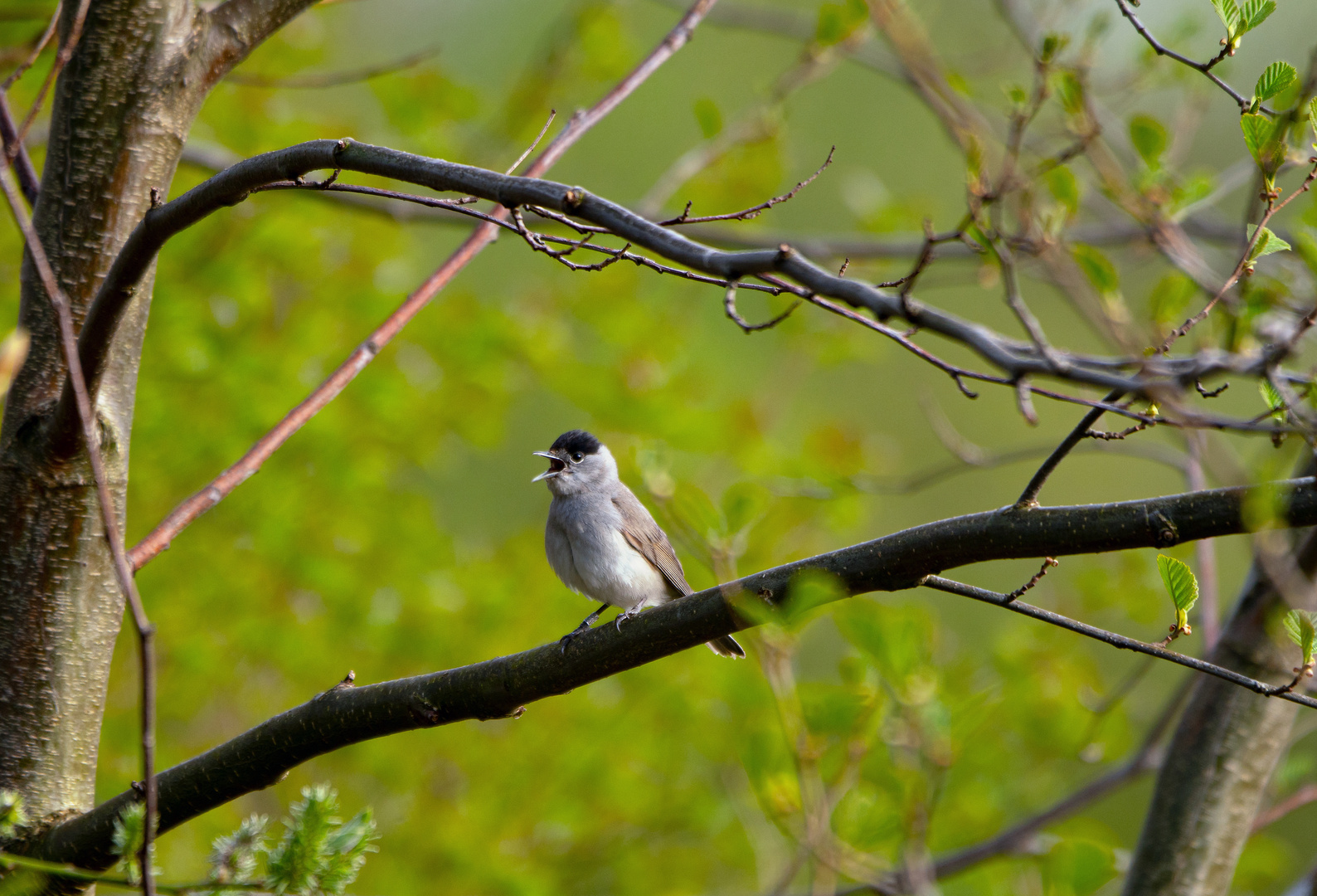 Der Singvogel zwischen dem Geäst