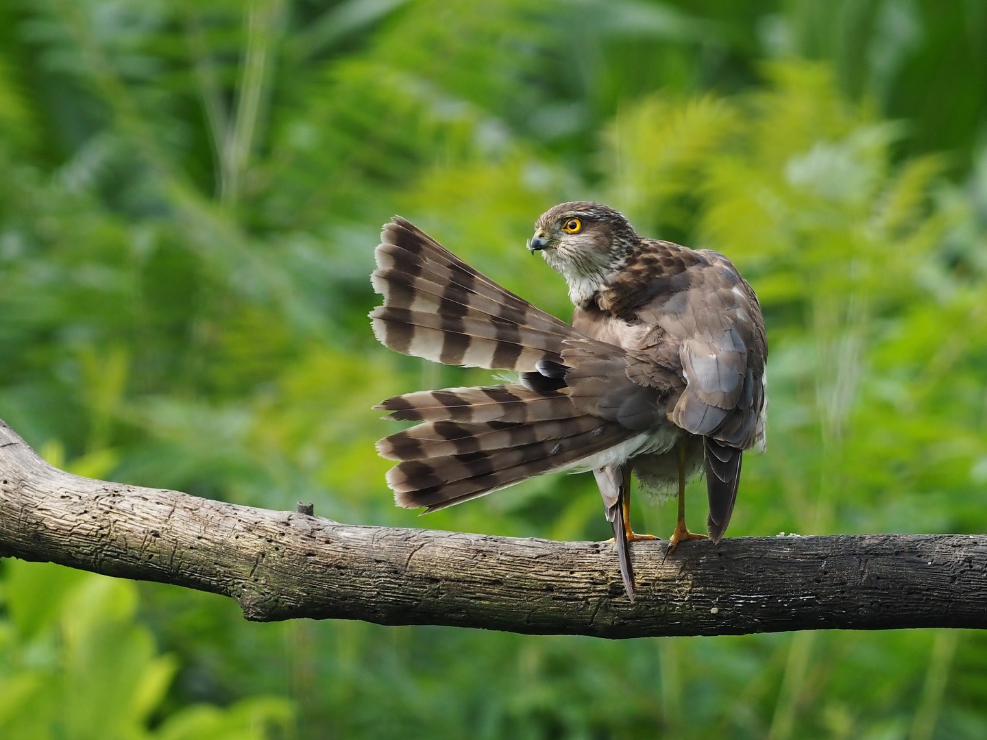 Der "Singvogelschreck"