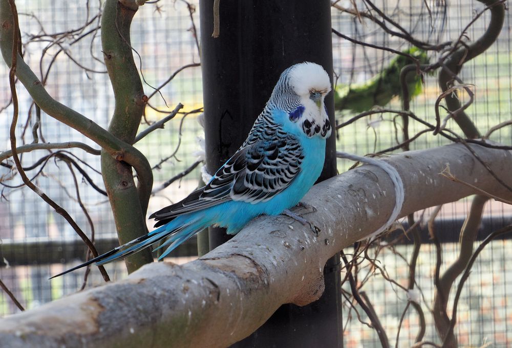 Der Sittich.... Foto & Bild fotos, makro, natur Bilder auf