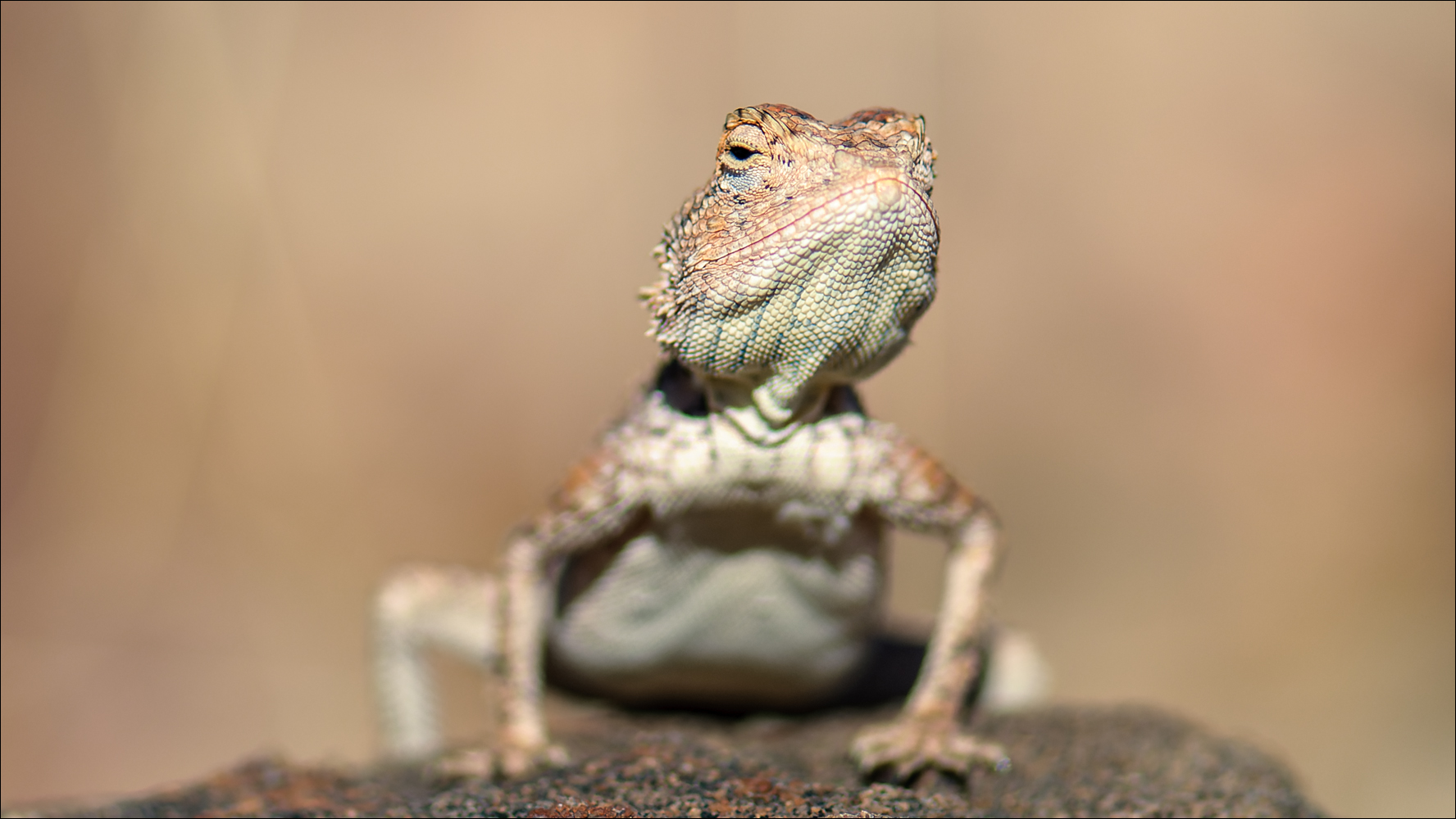 Der Skeptiker