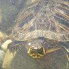 Der (skeptische oder böse) Blick ???